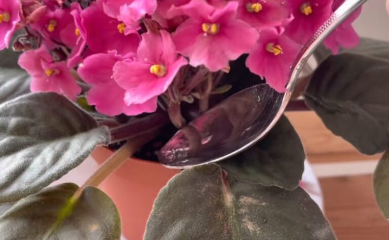  Remediu pentru înflorirea abundentă a violetelor si ingrijirea corecta