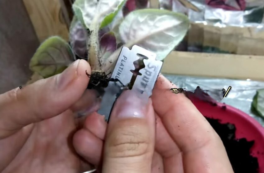  Dacă frunzele de violetă se ofilesc, această metodă o va salva chiar și în ultimul moment.