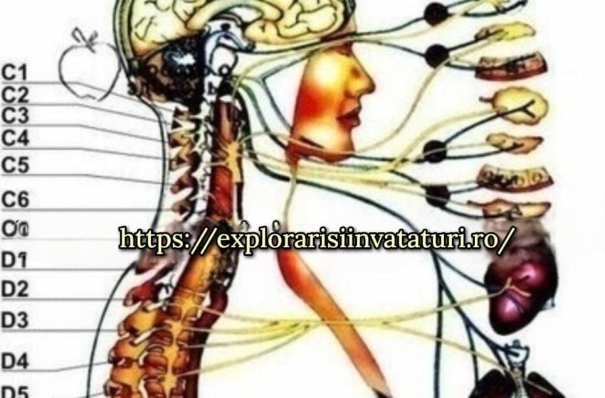  Ce se ascunde in spatele durerii la nivelul coloanei vertebrale