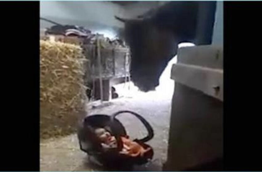  Mama si-a lăsat copilul de cinci luni in grajd pentru putin timp.Ce a facut calul cand copilul a izbucnit in plans. Trebuie sa vezi asta!