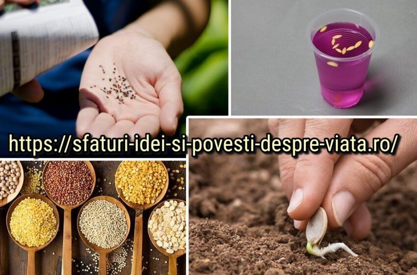  Pregătirea semințelor pentru însămânțare – sfaturi utile