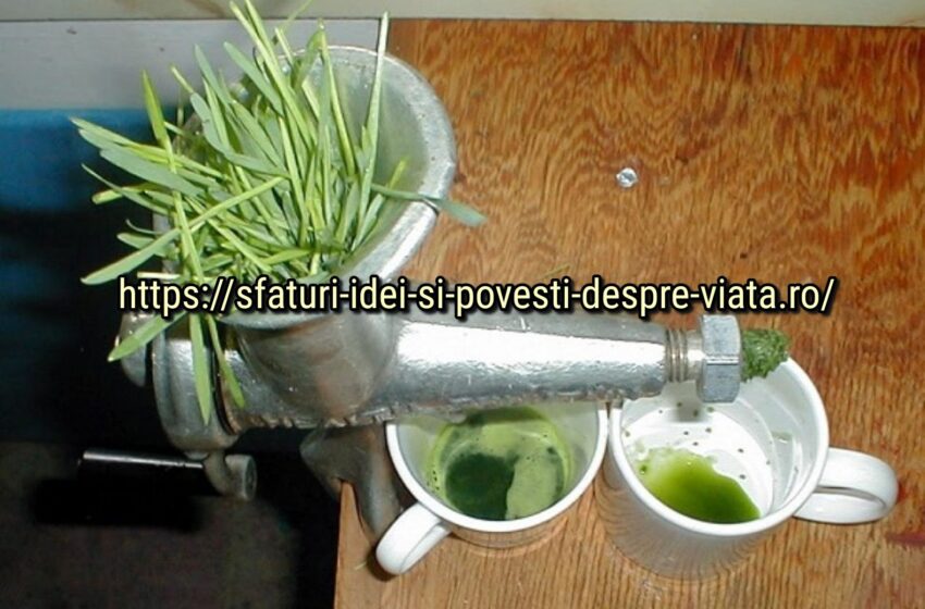  Proprietățile medicinale ale ierbii de grâu.Depășește toate bolile! Curata sangele, organele si tractul gastrointestinal de resturi