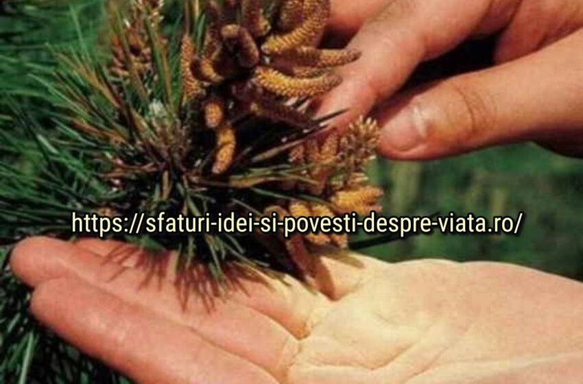  Mugurii de pin și lăstarii tineri sunt un remediu puternic pentru multe boli! Începeți procesele de întinerire din organism și veți avea o explozie de energie