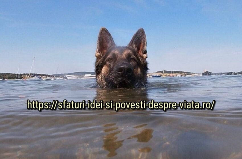  Cel mai devotat prieten: câinele a înotat până la mal timp de 11 ore pentru a-și salva stăpânul