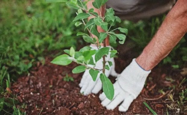  10 reguli pentru plantarea pomilor fructiferi