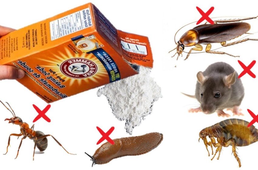  5 produse naturale de combatere a gandacilor, șoareci, acarieni, furnici.