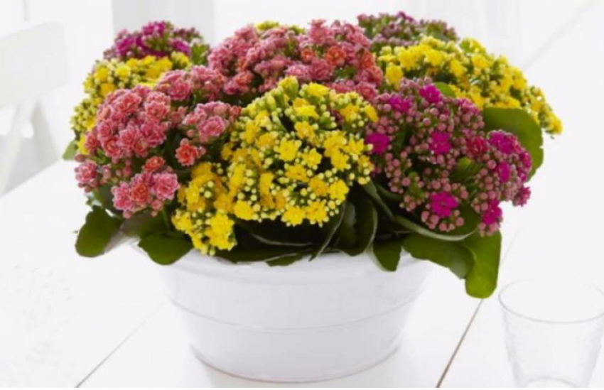  Totul despre Kalanchoe: reproducere, transplant, udare, pansament, boli