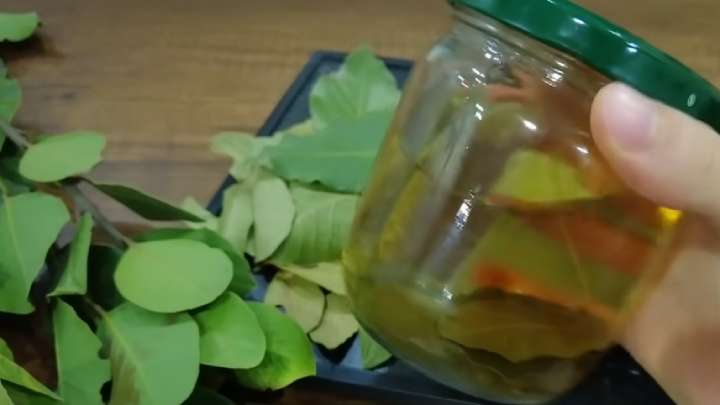  Infuzia din frunze de dafin împrospătează și strânge pielea feței și oprește căderea părului.