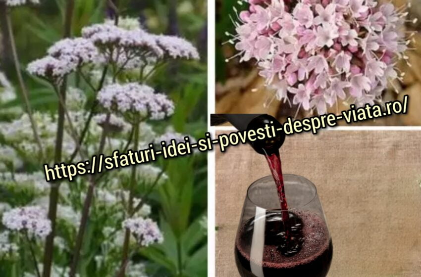  Așa și-a imbunatatit mătușa mea vederea. De asemenea, a încetat să mai fie nervoasă, îngrijorată și supărată din cauza fleacurilor