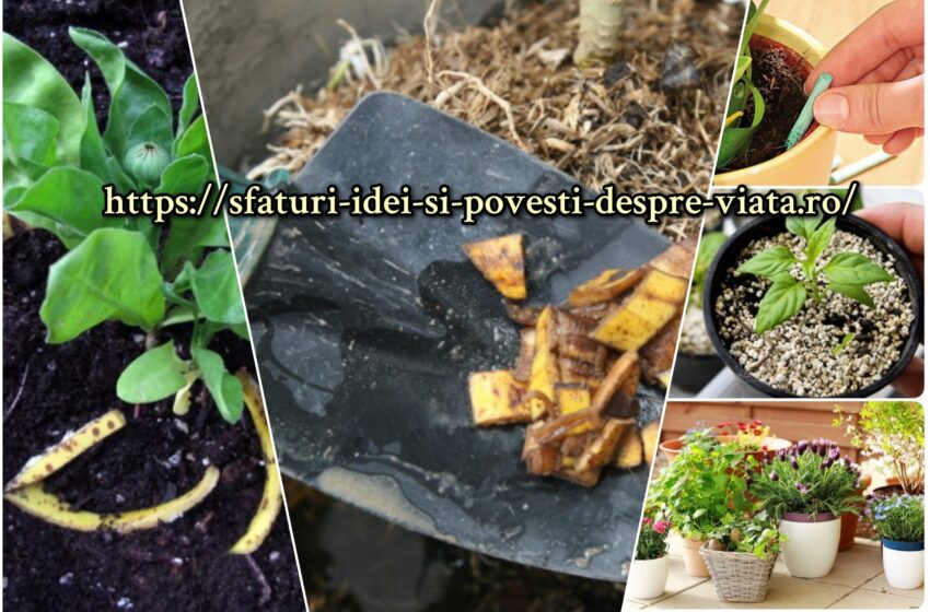  Ingredientul care trebuie pus pe fundul vasului pentru a face planta sa crească frumos și sa va daruiasca flori luxuriante