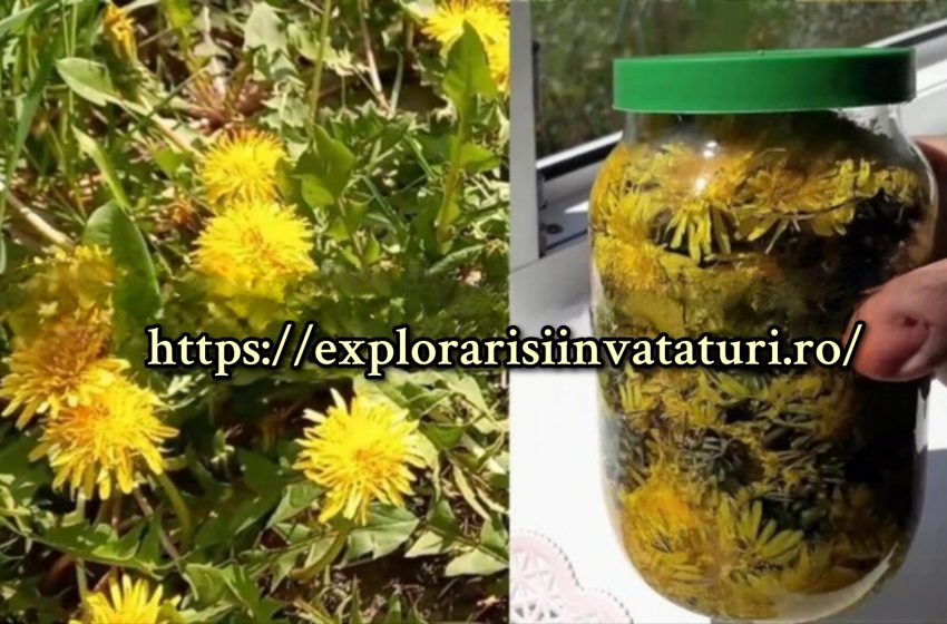  Uleiul din flori de  PĂPĂDIE -elimina durerile articulare, de gat, chisturile de la sân, artrita, guta,chisturile toracice,durerile de cap si multe altele.  Mod de preparare.