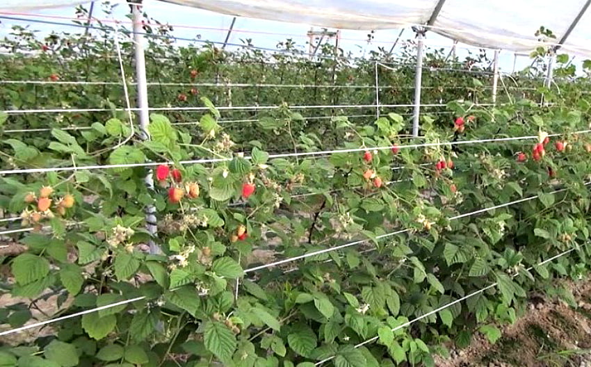  Vei culege o recoltă bogată de zmeură în fiecare an dacă faci asta…