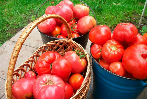 Se pot obține recolte excelente de roșii fără  nitrați și pesticide, ceea ce înseamnă revenirea la îngrășământul natural de top pe care l-au folosit părinții noștri.