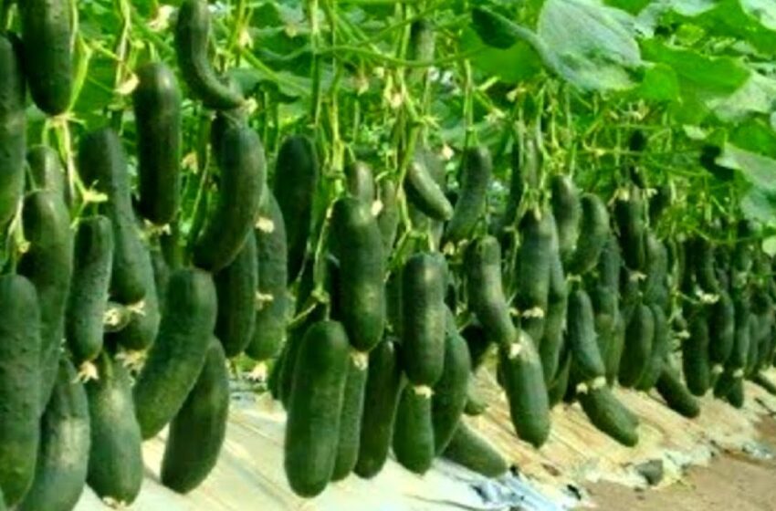  Un fermier experimentat a spus 10 secrete ale unui randament ridicat de castraveți