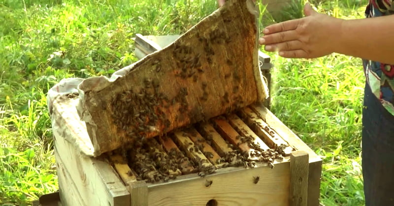  Pânza de propolis face față perfect bolilor tractului respirator superior, rănilor și arsurilor care nu se vindecă, durerilor articulare, nevralgiilor și herniei intervertebrale.