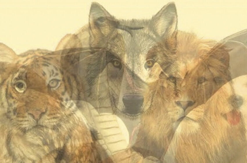  Ce animal ai văzut primul? Test psihologic pentru dezvăluirea caracterului.