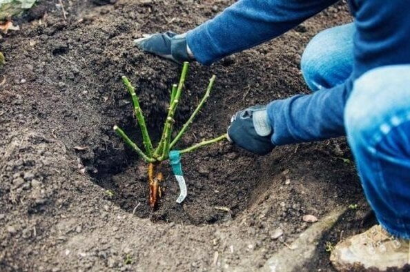  Cel mai bun ghid pentru plantarea trandafirilor! Cu el, vei avea cea mai luxuriantă grădină.