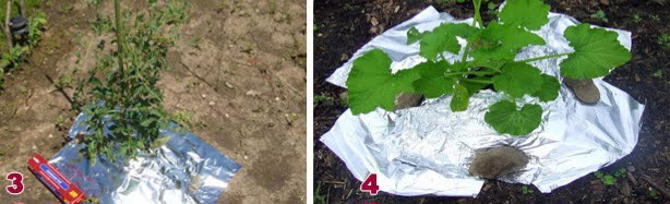  Folia de aluminiu respinge insectele și dușmanii – 7 utilizări inteligente ale foliei de aluminiu în grădină.
