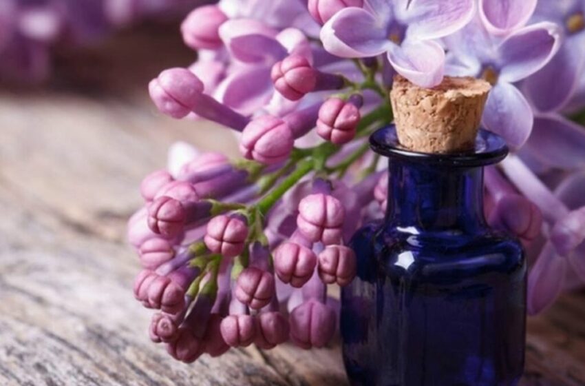  Umple borcanul cu ulei vegetal și flori de liliac. Vei avea în casa un medicament valoros.