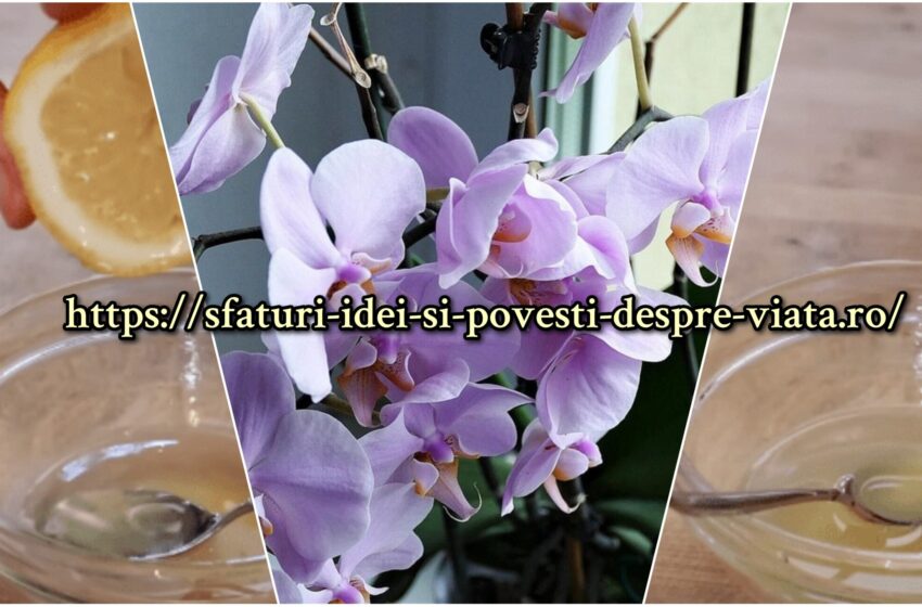  Sirop minune pentru bunăstarea orhideelor ​​tale.Ingredientele le găsești în casa ta!
