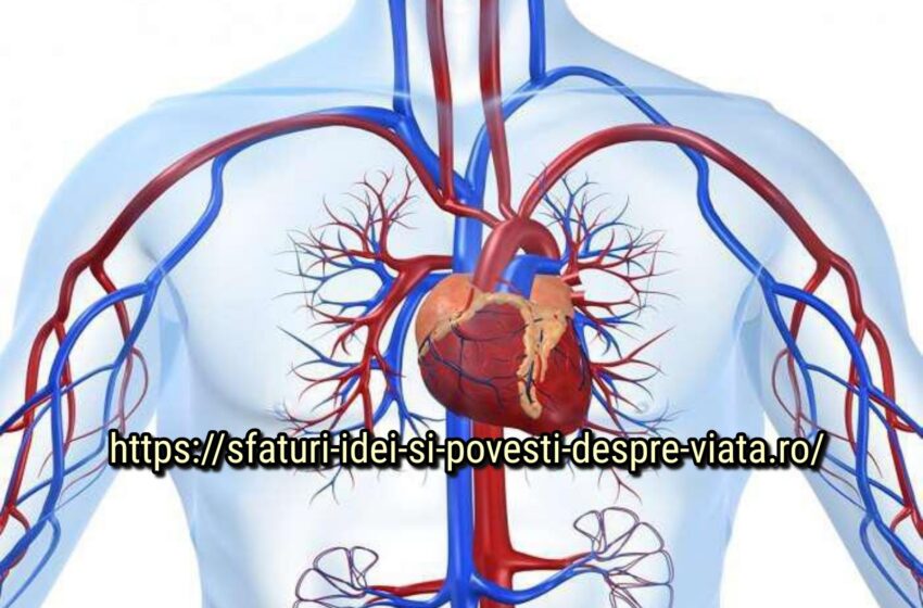  Totul în sănătate este o circulație bună a sângelui. Circulația slabă a sângelui poate provoca complicații grave de sănătate
