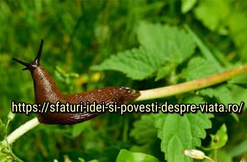  13 trucuri naturale pentru controlul melcilor care funcționează cu adevărat.