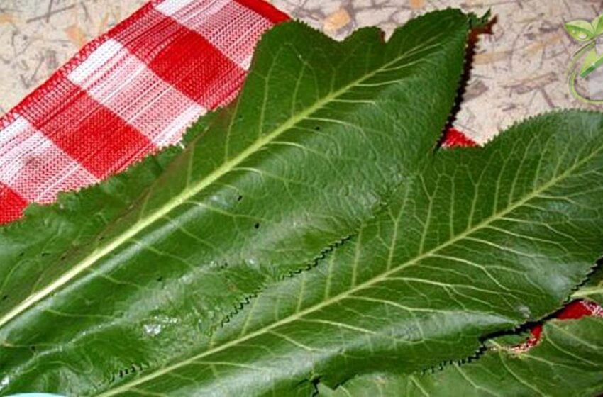  Pentru a scăpa de sărurile din organism vei avea nevoie de două foi mari de hrean și apă clocotită.