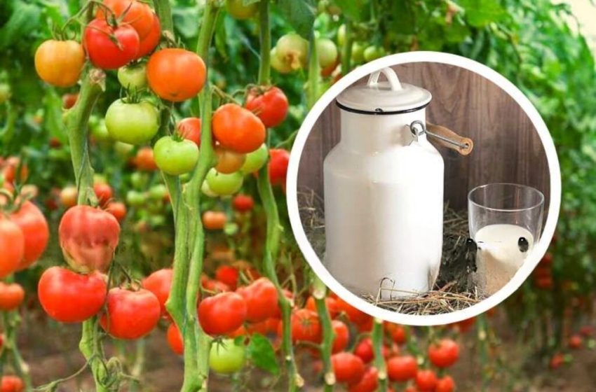  Cum să folosiți spray cu lapte pentru a proteja roșiile?