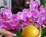  Lămâia pentru orhidee este un remediu pentru creșterea pedunculilor, a rădăcinilor, frunzelor sănătoase și a înfloririi abundente.