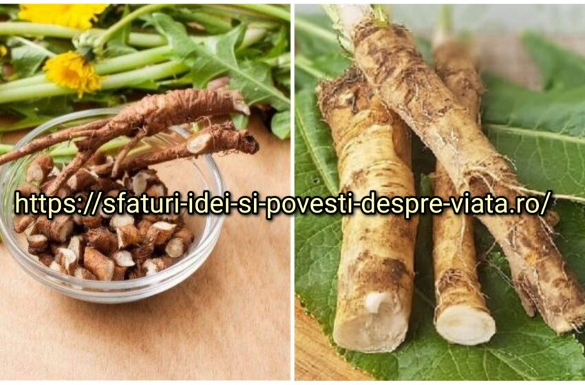  Tinctura din rădăcina de păpădie și hrean pentru plămâni, ficat şi rinichi. Preparatul acţio­nează eficient în stimularea bilei leneşe .Preparare,utilizare,vindecare