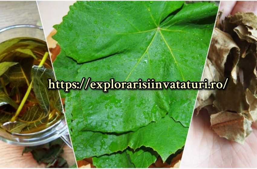  Frunza de vita de vie -în ce afecțiuni merită să o folosiți. Uscați și pentru iarna!
