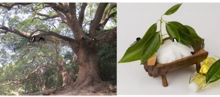  Aflați ce este camforul și care sunt beneficiile acestuia despre care nu știați