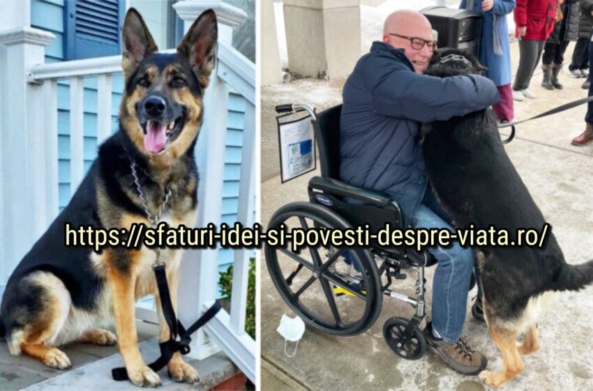  Câinele erou salvează viața proprietarului trăgându-l după ce a suferit un accident vascular cerebral