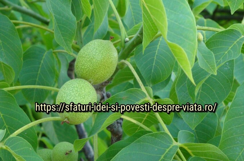  Proprietățile originale ale frunzelor de nuc – iată cum să le folosești pentru sănătate. O rețetă simplă
