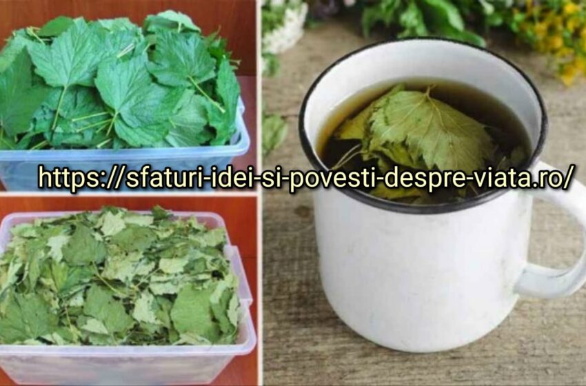  De ce usuc frunzele de coacăz în fiecare an? Pentru că tratează o grămadă de boli