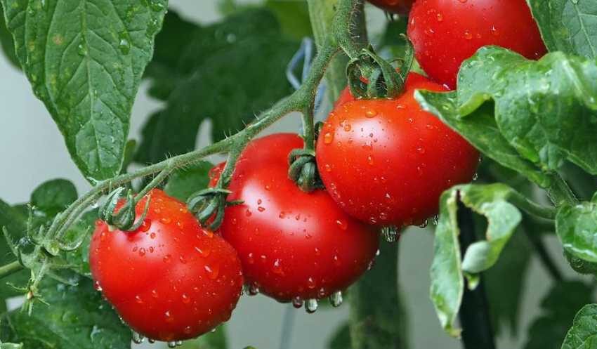  Udarea legumelor cu aceste îngrășăminte de casă poate îmbunătăți semnificativ calitatea și randamentul lor.