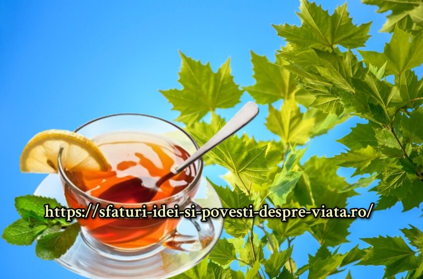  Frunzele de arțar ne ajuta sa scăpăm de durerile articulare, herpes,infectii virale,pneumonie, boala de inima, scorbut, stomatita, bronsita, hepatita A,diaree; raceli si ulcere.