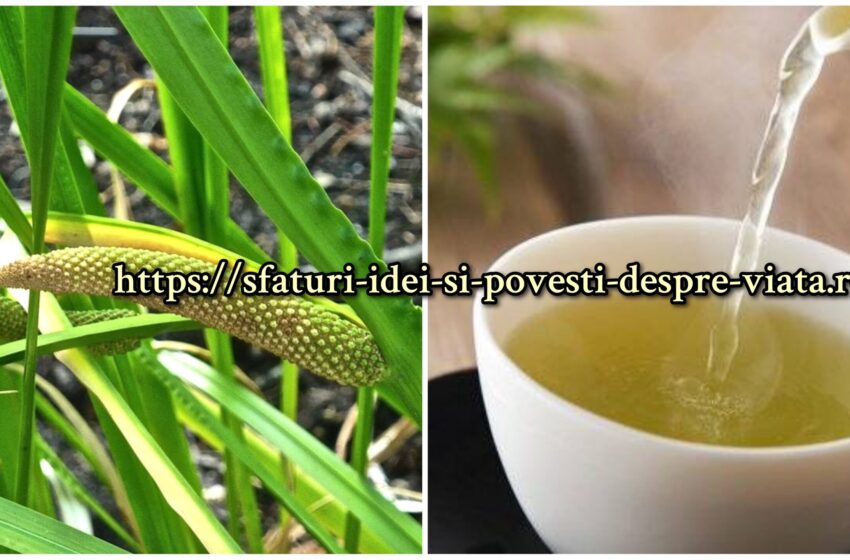  Fitoterapeuta Ma­ria Treben considera că obligea­na face adevărate miracole in cazurile de cancer și în alte boli