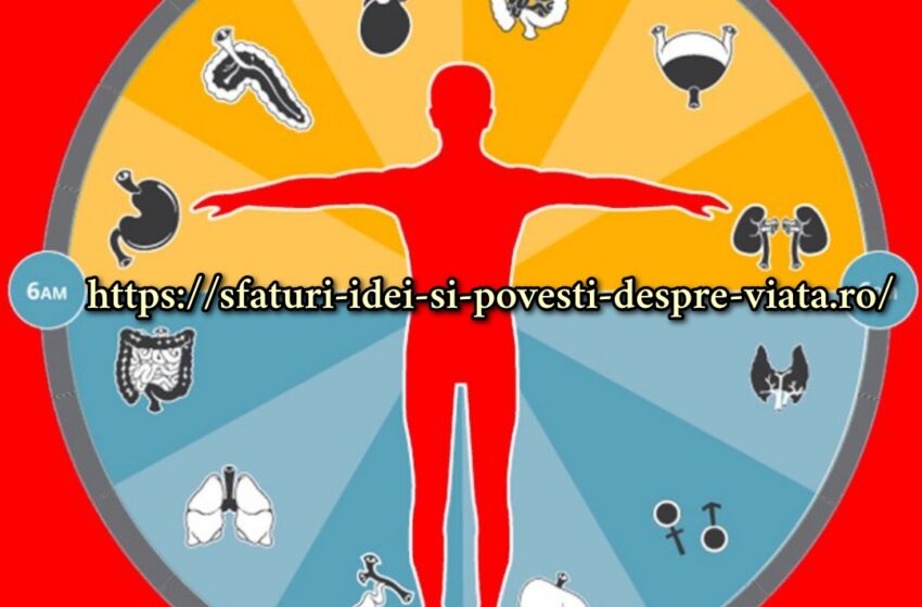  Când să mănânci, să faci mișcare și să te odihnești: munca organelor