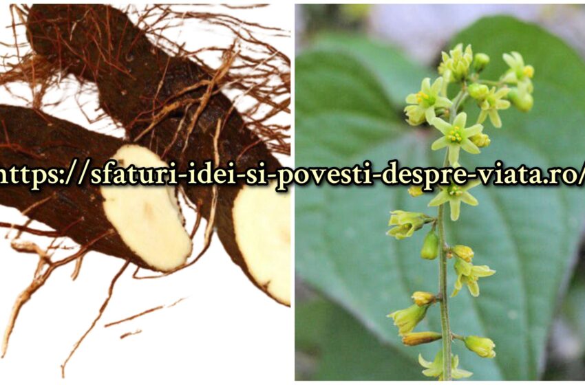  Untul pământului- pentru: orice dureri reumatice, lombosciatică, spondiloză cervicala, deformări osoase, ciocuri, monturi, dureri de menise, apa la genunchi, dureri musculare, degerături, umflături, gută, artroză, coxatriză, atrofie musculară, pinteni la picior, varice.