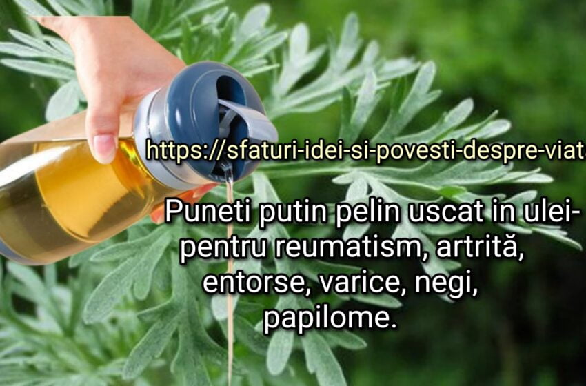  Pelin uscat in ulei- pentru reumatism, artrită, entorse, varice, negi,papilome.