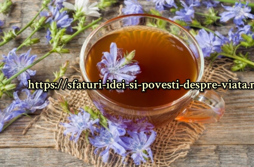  Puterea de vindecare a cicoarei umile: ajută la anemie, litiază biliară, hepatită,aritmii,dureri articulare acnee, căderea părului…