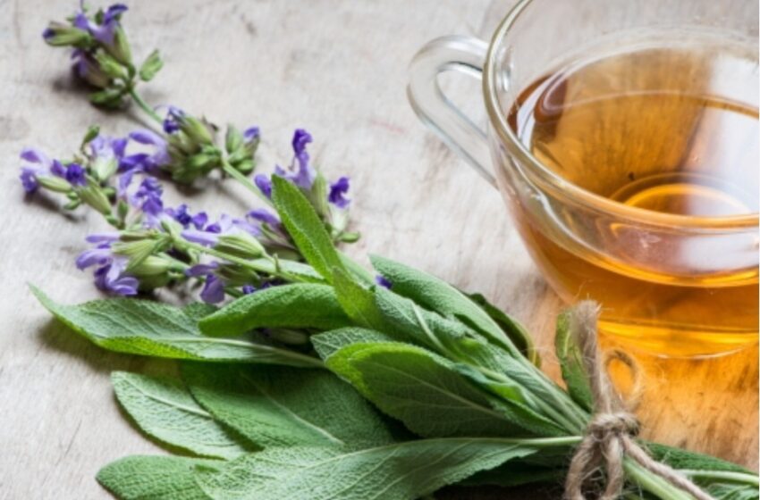  SALVIA-Floarea Maicii Domnului cea mai binefacatoare plantă. Ce boli tratează.