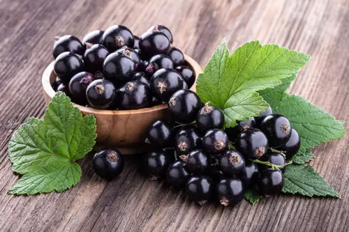  Inlocuim medicamentele și tratăm multe cu boli cu ceai,sirop și fructe de coacăze negre.