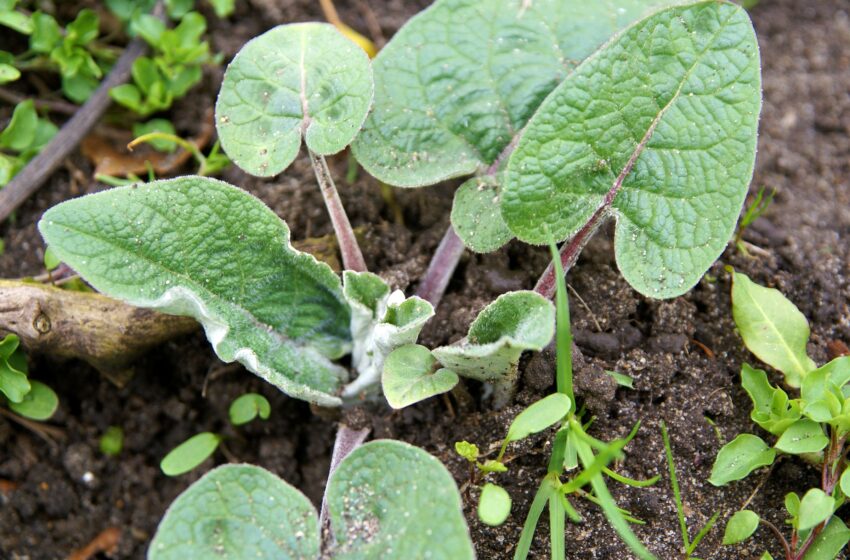  Discopatia cervicala se vindeca cu frunza de brusture.Acest tratament este bun si pentru spondiloza lombara si pentru reumatism.
