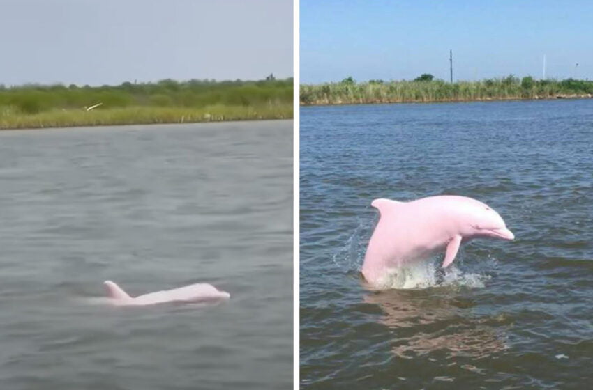  Video si foto:În albastrul apei, un delfin roz și frumos a apărut .O priveliște unica.