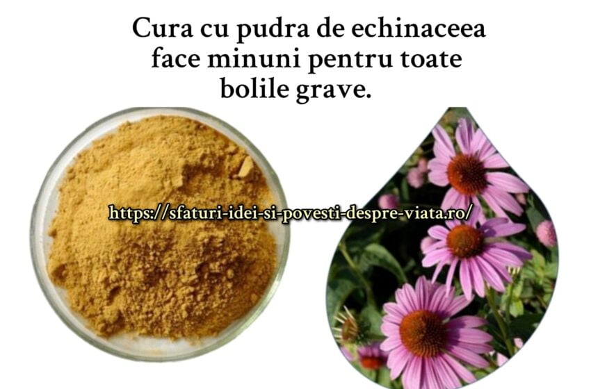  Cura cu pudra de echinaceea face minuni pentru toate bolile grave.