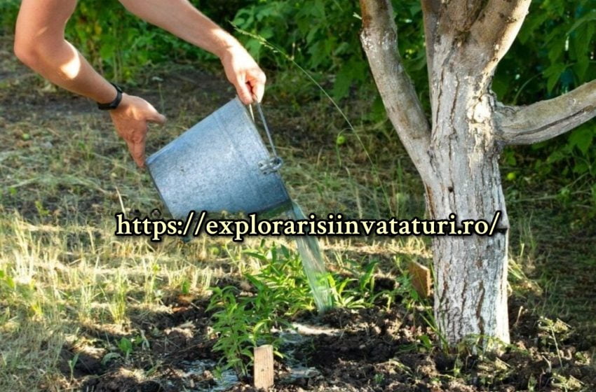  După o astfel de hrănire de toamnă a mărului, calitatea și cantitatea de mere anul viitor vă va surprinde plăcut.