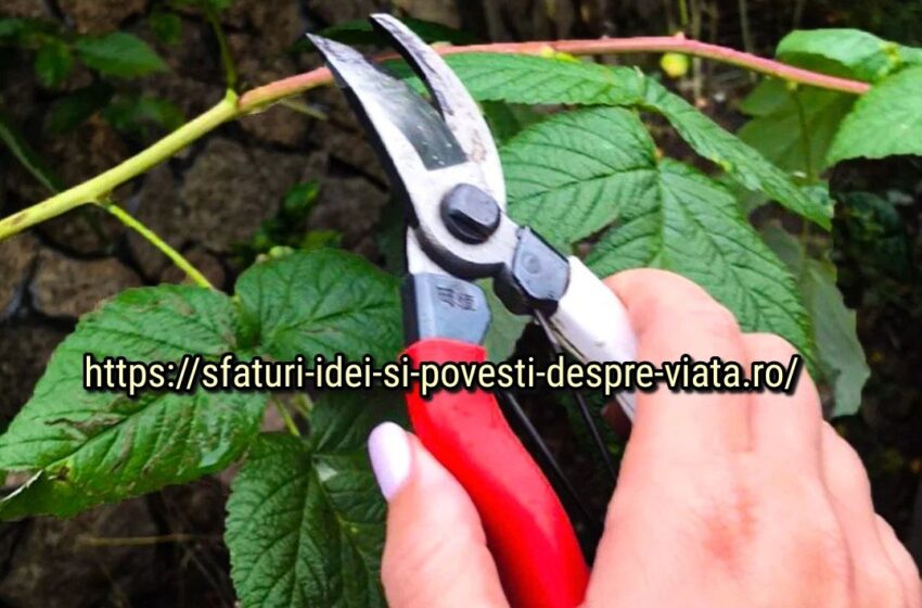  Cum să nu tăiați zmeura, greșelile pe care grădinarii le fac și care duc la o recoltă slabă anul viitor. Peste 80% dintre oameni fac aceste greșeli