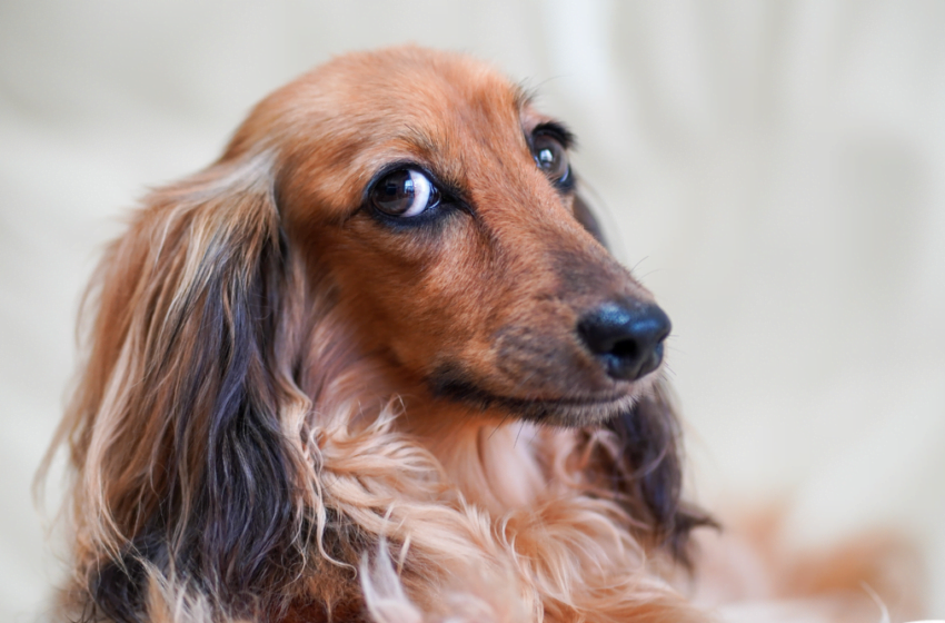  Comunicare nonverbală: ce spune câinele?Dacă înveți să înțelegi limbajul corporal nonverbal al unui animal, vei ști exact cum să răspunzi
